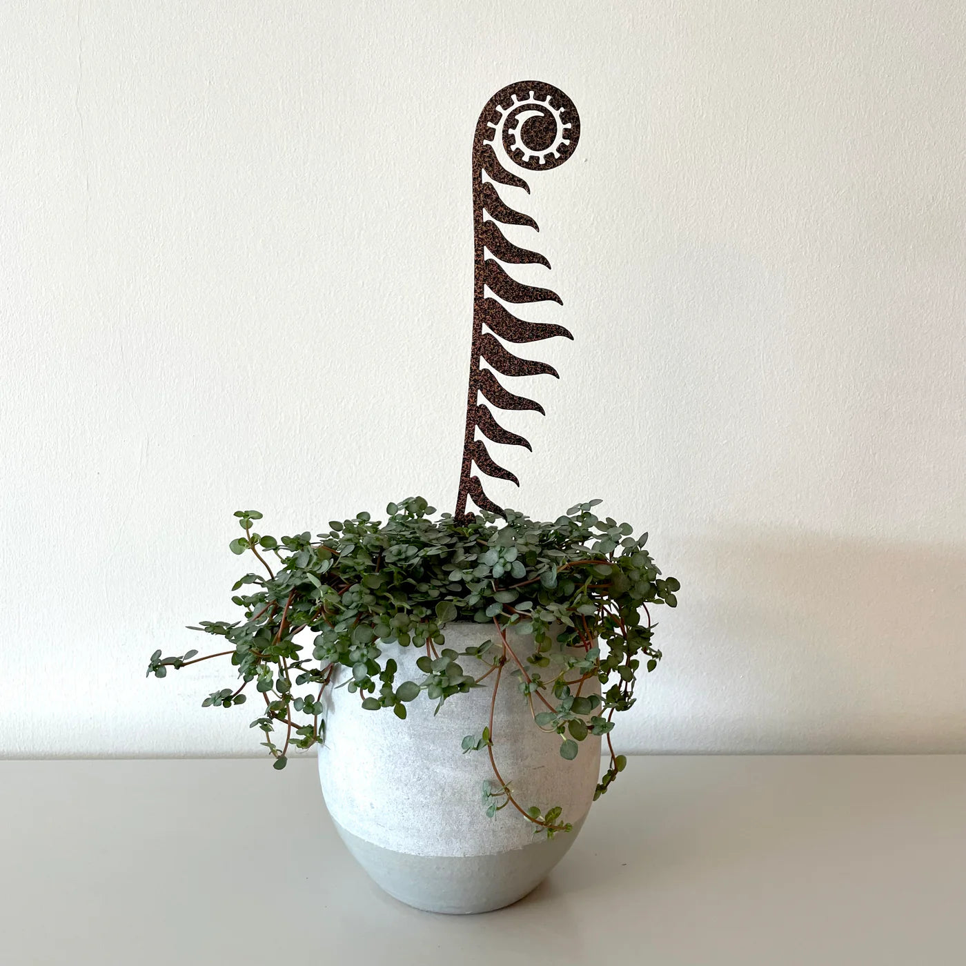 Pot Stem Fern - Small Bronze