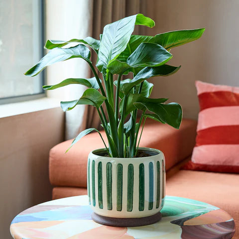 Collector Glazed Plant Pot Green Stripe 18cm