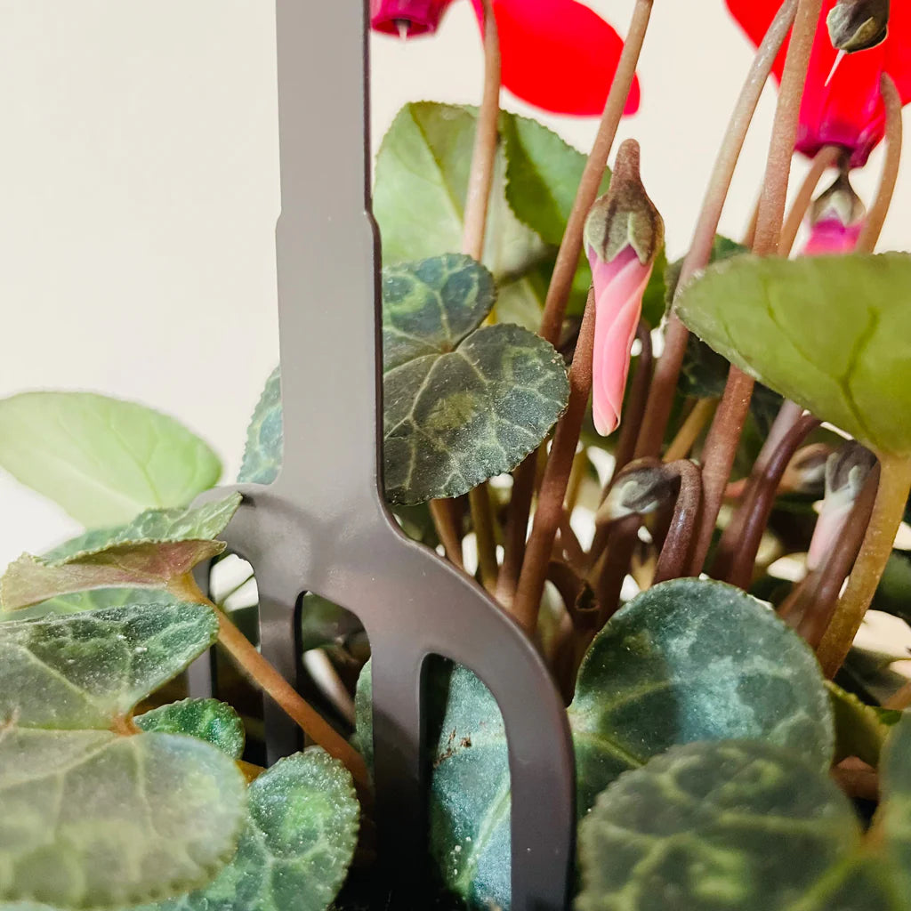 Pot Stem - Robin On Fork With Mistletoe