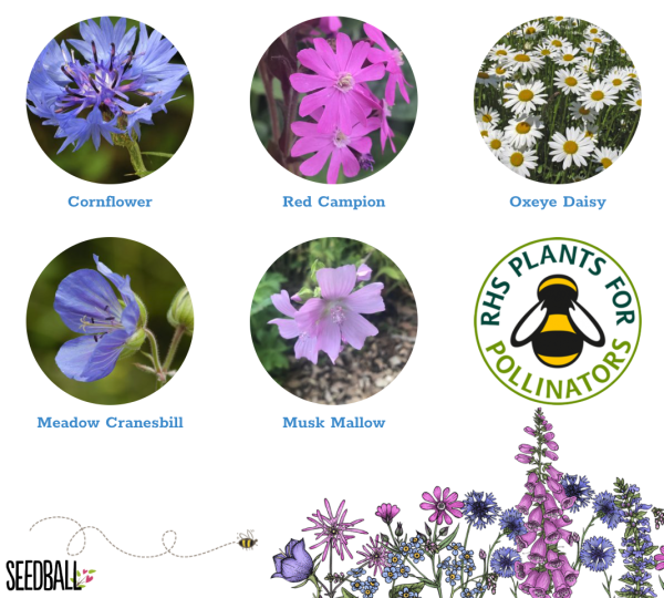 Thank You Seedball Box - Assorted Colours