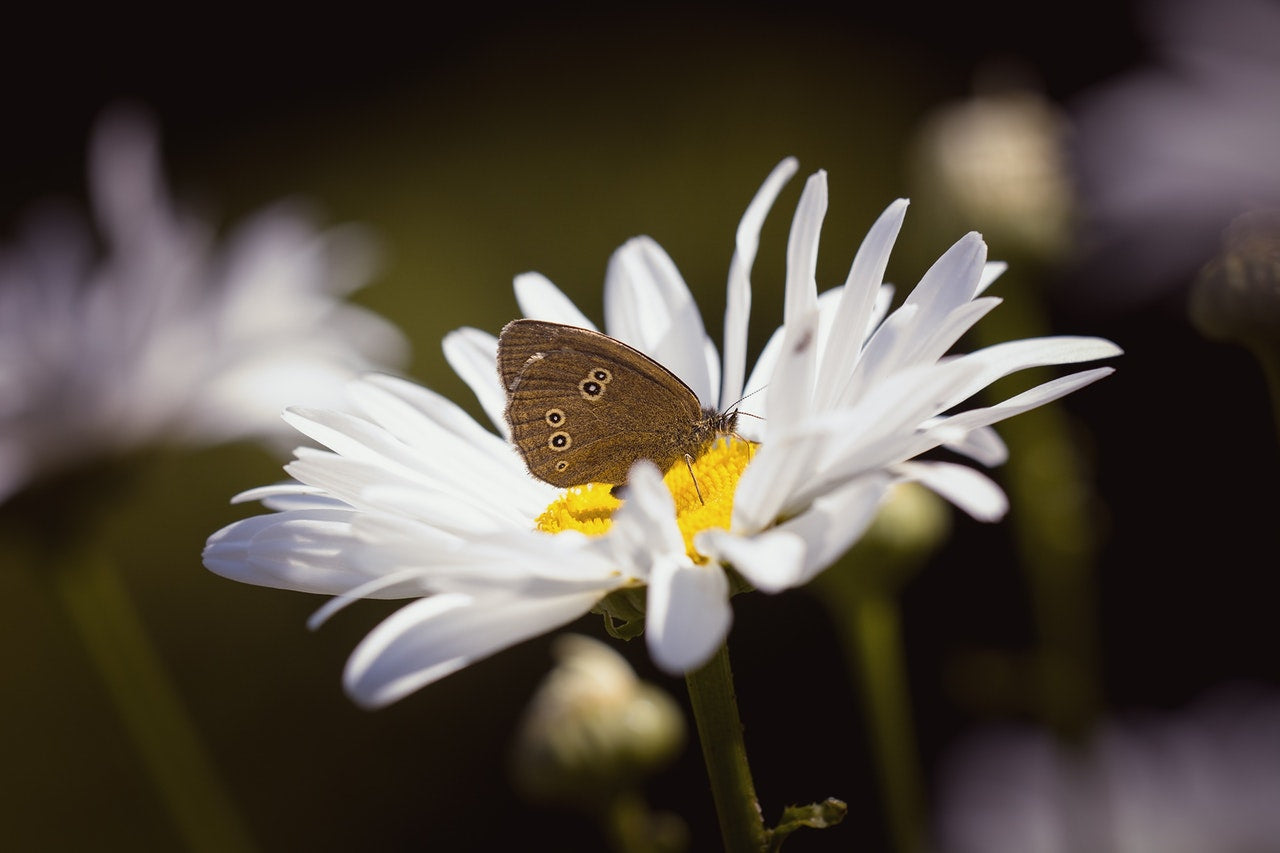 daisy with butterfly
