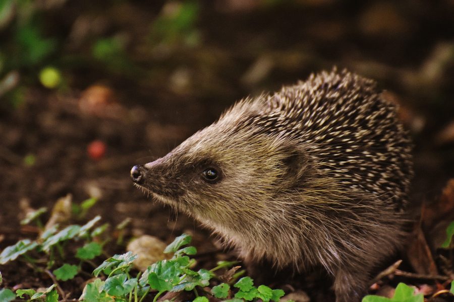 PTES Hedgehog Mix Seedball Tin