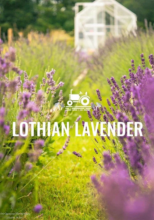 Lothian Lavender Diffusers & Candles