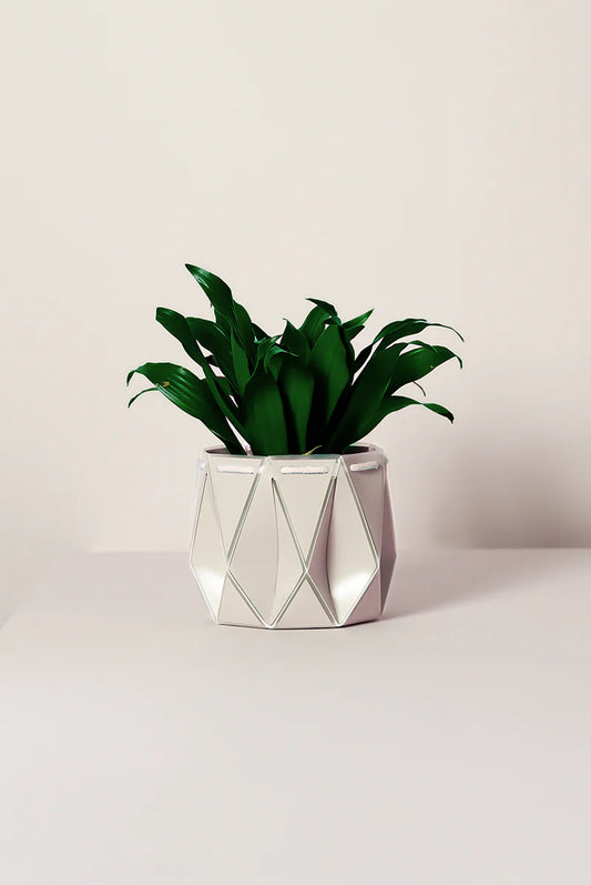 Potr Pot 11cm Ivory White (Self-Watering & Flat Packed)