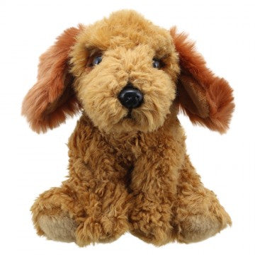 Wilberry Golden Cockapoo (1+)