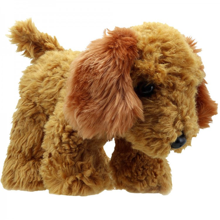 Wilberry Golden Cockapoo (1+)