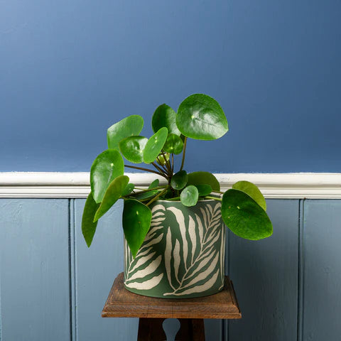Collectors Pot 16cm Green Leaf