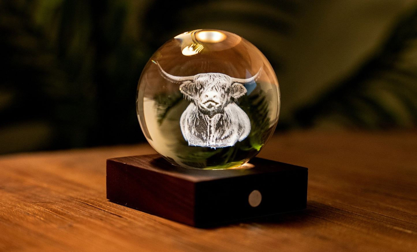 Amber Crystal Light - Highland Cow
